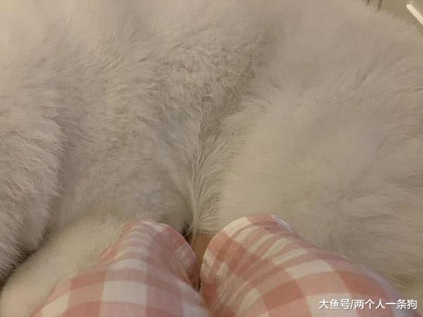 萨摩耶软糖沦为暖脚神器, 一脸委屈巴巴看着爸爸, 妈妈: 瑟瑟发抖