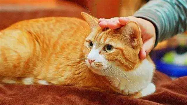 铲屎官养猫原来有依据, 饲养猫咪有六大好处, 部分人为治病而养猫