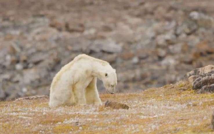 北极熊被饿到瘦骨嶙峋, 摄影师想喂食却被阻止, 向导: 这是违法的