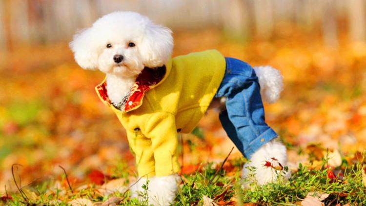 再冷都不给狗狗穿衣服, 你咋想的!