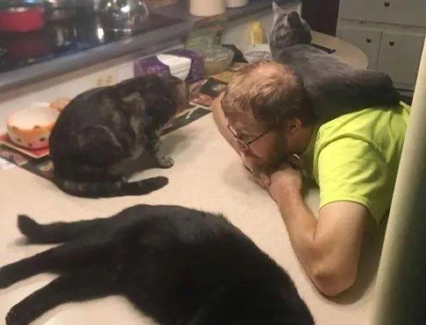 一直高冷的大狸花猫看到了新来的小伙伴之后, 瞬间化为绕指柔!