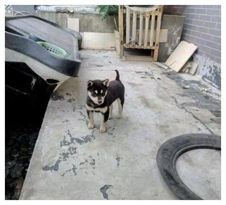 亲戚不到100买的狗狗, 说是名犬, 发来照片我安慰她: 它很聪明