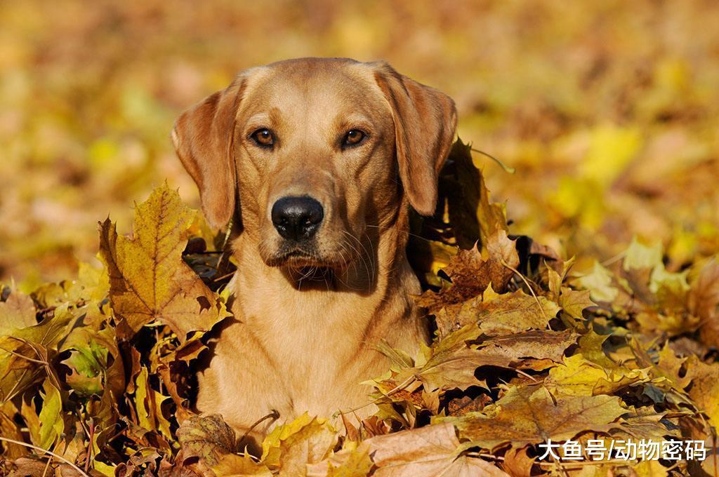 对主人最忠诚的四种狗, 性格温顺, 一辈子不会背叛!