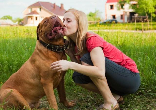 狗狗的寿命很短? 按这样做, 可以延长狗狗寿命陪伴你更久!