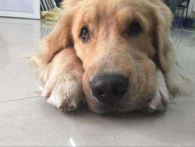 被猫狗咬伤后, 该如何处理伤口, 需小心细菌感染