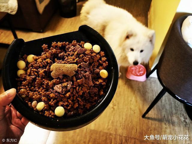 你觉得什么狗狗“不忠诚”? 我认为是这5大狗狗, 见人就亲!
