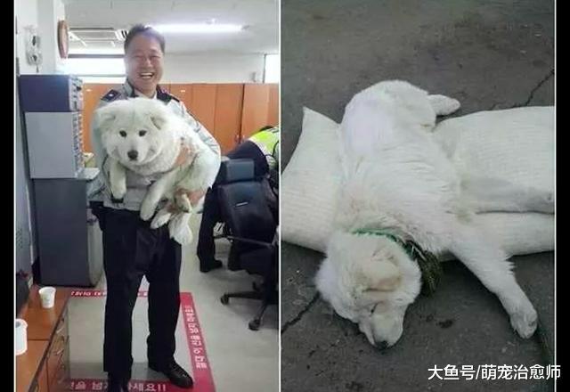 警员在巡逻时发现一只受伤小狗, 如今它已成为派出所里的吉祥物!