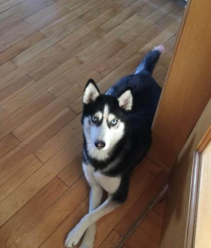 哈士奇被小偷偷走, 小偷不堪重负送了回来, 只因太能拆家