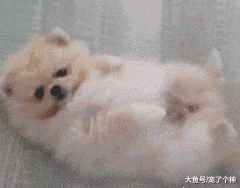 小奶狗萌Skr个人, 但这五条饲养方法一定要牢记!