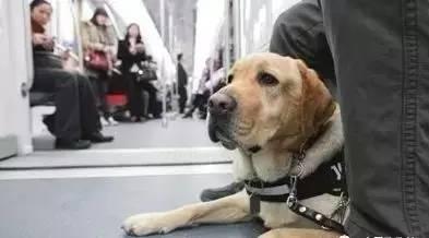 带导盲犬去吃饭, 旁边有位妈妈立即抱起孩子大叫: 我家孩子怕狗, 快出去!