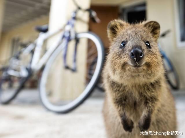 天生有着一副微笑脸, 身长60厘米, 因为这个原因不能成为宠物
