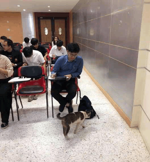 第一只上大学的猫, 不好好听课, 上课就睡! 网友: 你是皇上!