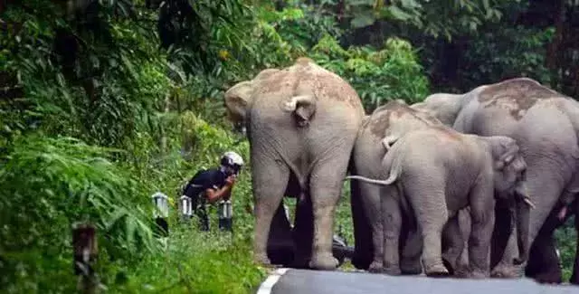 男子骑车途中突然被象群堵住, 吓得他赶紧下车让路