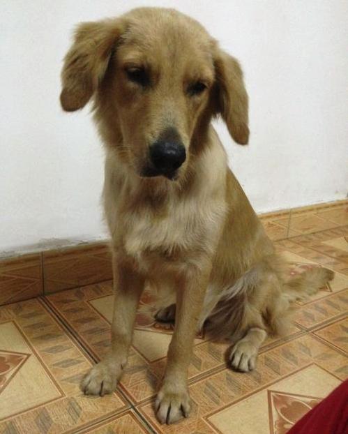 金毛出门遛一圈, 带回一个“巨额”欠条, 铲屎官看完哭笑不得!