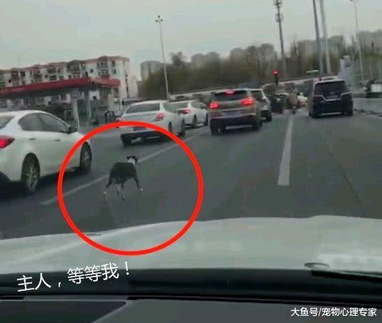 男子丢狗后驾车离去, 狗狗跟车狂追, 无助模样令人心疼