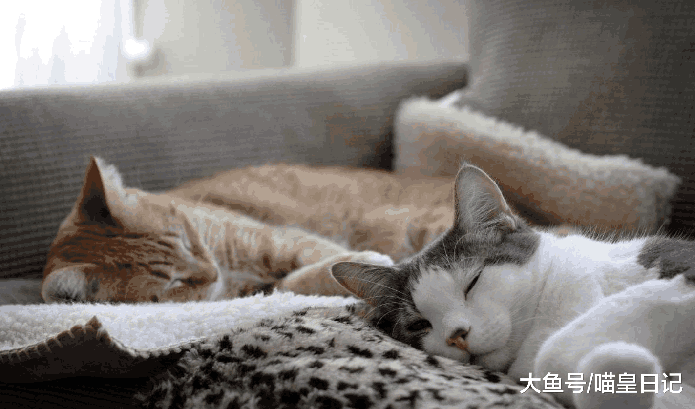和喵星人一起睡觉的三个缺点, 铲屎官每天都痛并快乐着!