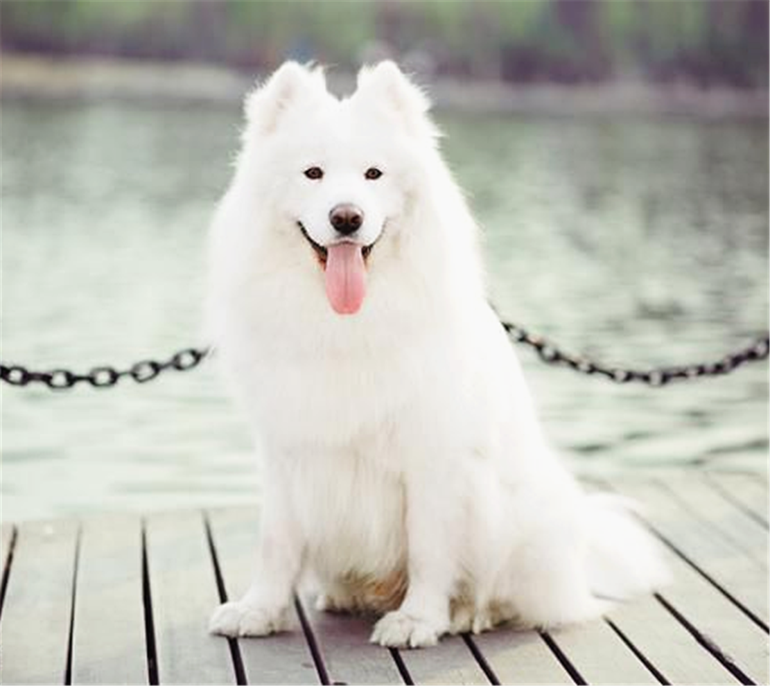 萨摩犯二不慎落水, 趴在岸边不敢动, 好心人的举动暖心了……