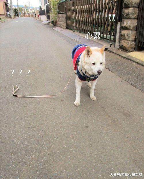 主人将狗绳掉在地上, 自己走了20分钟, 汪: 铲屎的又忘带脑子出门