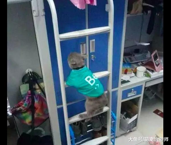 阿姨突击检查宿舍, 结果发现一只猫咪正想躲起来, 表情很委屈了!