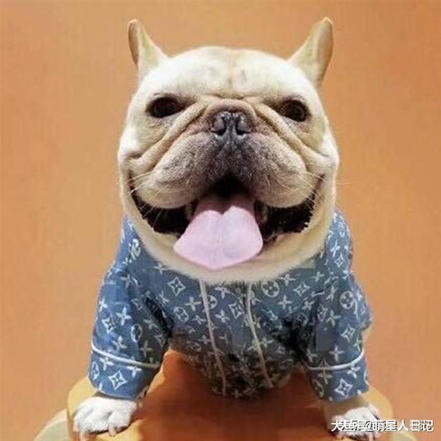 冬季最不受寒的狗狗品种, 快来看看有没有你家品种的狗狗吧!
