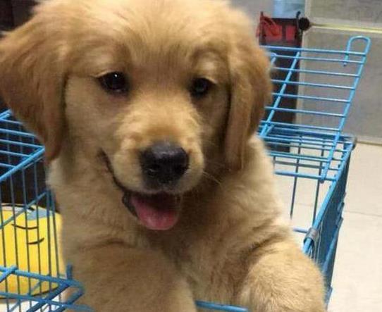 养金毛是一种什么体验? 网友: 养了只“假狗”, 分明是在养猪