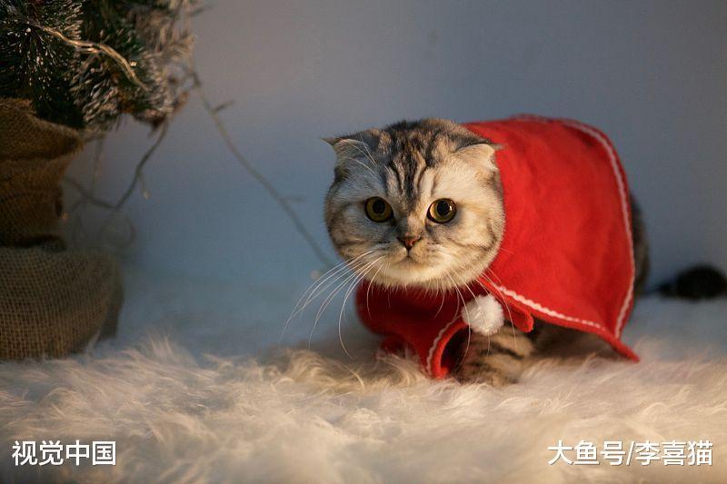 猫咪真的养不熟吗? 可别甩锅了, 猫咪是否亲人完全取决于铲屎官