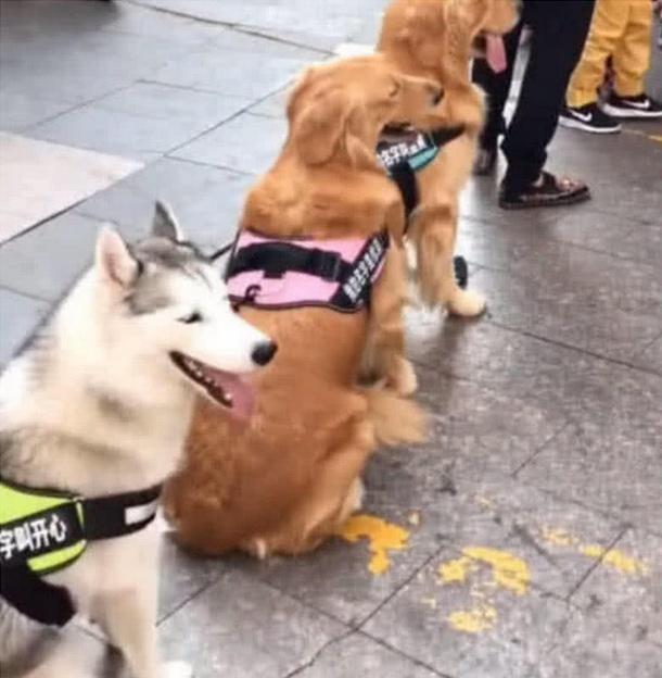 主人带着三只狗上街, 三只狗狗的举动, 让人捧腹大笑