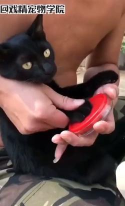 戏精宠物VS沙雕宠物主人, 看一次笑一次