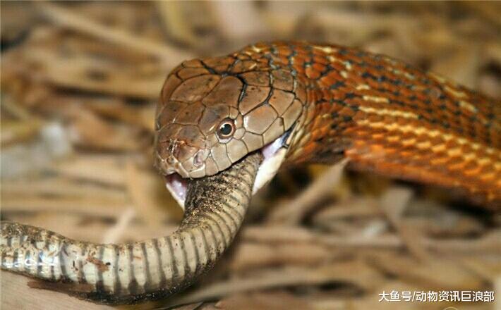 被“蛇类煞星”眼镜王蛇咬一口 亚马逊森蚺能否活命?