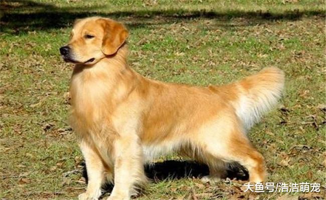 5种最适合女生养的狗狗, 第五种脾气最好, 第一种养它要慎重