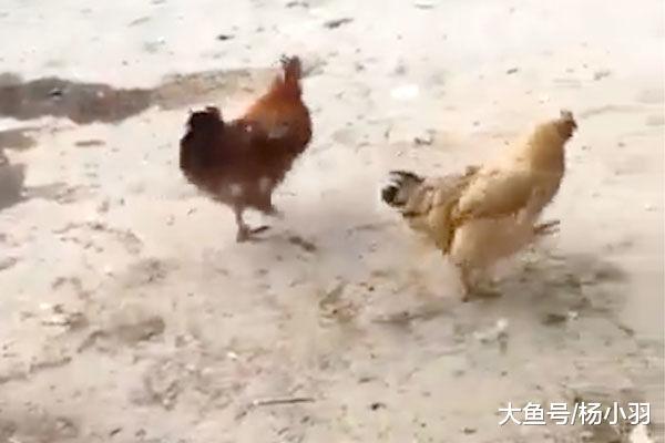 公鸡装瘸自保, 网友打算抓另一只, 结果一看笑喷: 高智商也会传染