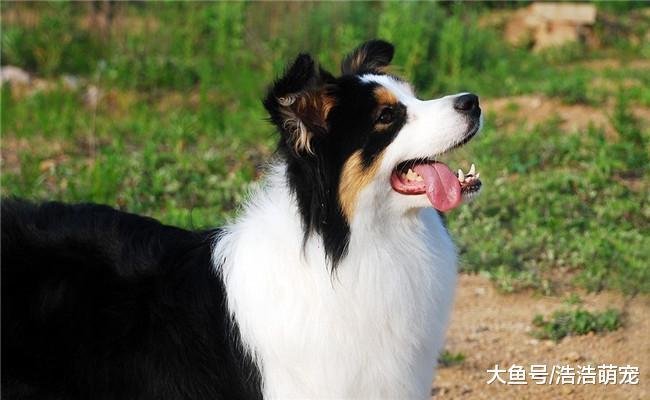 狗狗也会记仇, 尤其是第5种狗, 甚至会记一辈子!