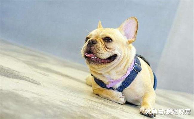 想要狗狗多陪几年, 宠主就不要做下面五件, 不然会加速它的衰老