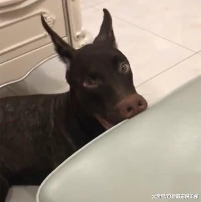 看不出来这究竟是一个什么物种, 网友: 我有一头小狗驴从来也不骑