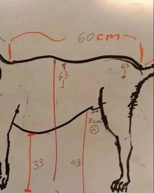 半夜让老公帮我量下狗子的身长, 意外.