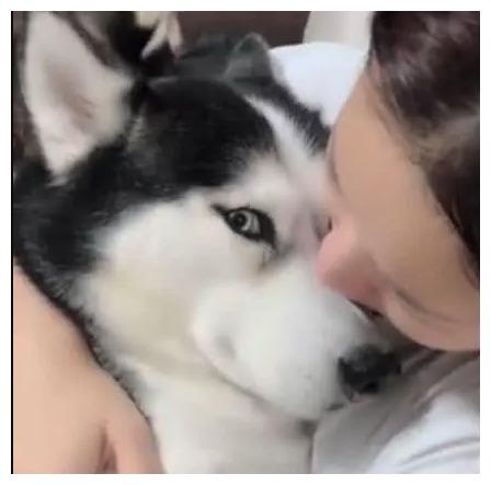 这个二哈是贾宝玉的继承者吧, 一场小病, 非要女主人当丫鬟伺候