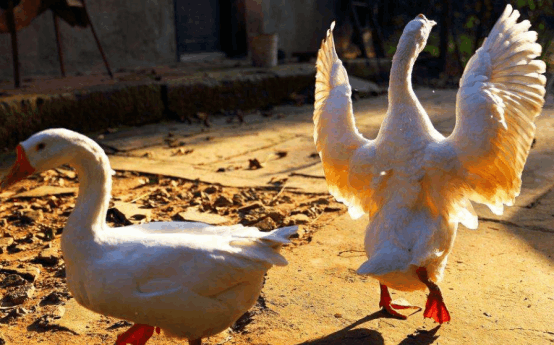 黄鼠狼也有天敌? 家里有了这种动物, 家禽再也不害怕被偷了