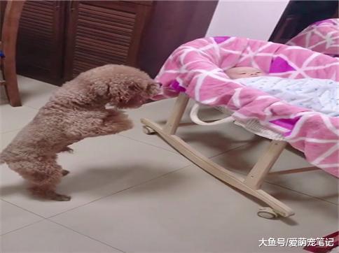 泰迪第一次见到小主人, 只敢小心翼翼地远远看着, 网友: 好有爱啊