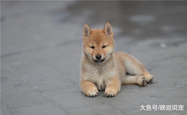 宠主上厕所, 柴犬吃了三分炸鸡, 他回来看见账单懵了