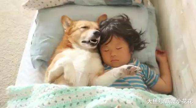 和狗狗睡觉虽好, 但有这5个缺点, 果断放弃!