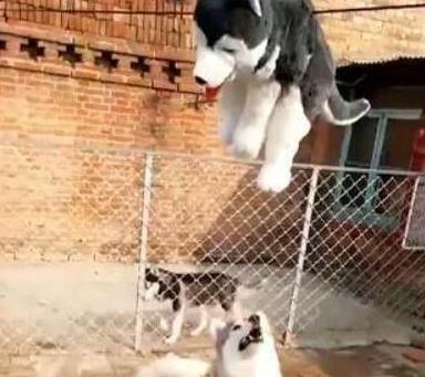 二哈总是拆家, 主人想出这一招, 二哈再也不敢拆家了, 笑哭主人