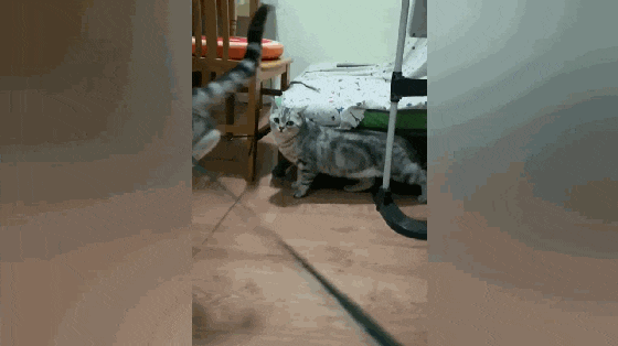 主人逗猫, 在猫咪脚下使绊子, 一只猫被绊飞, 另一只猫都看呆了…