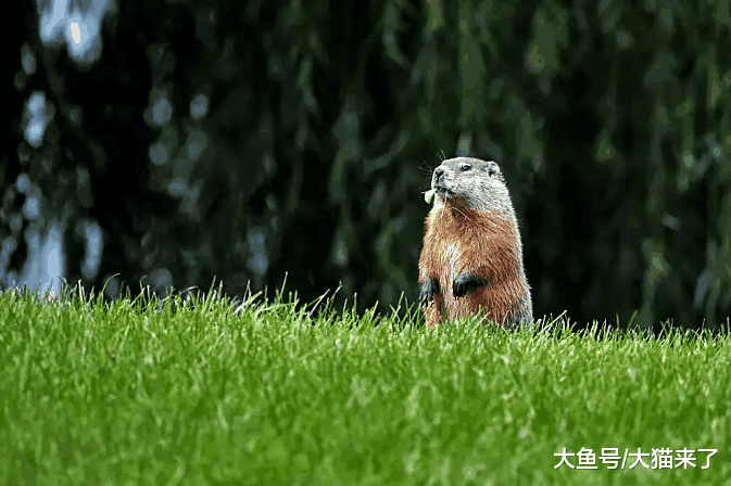 一年要吃数十只土拨鼠的雪豹, 为何被人们称颂?