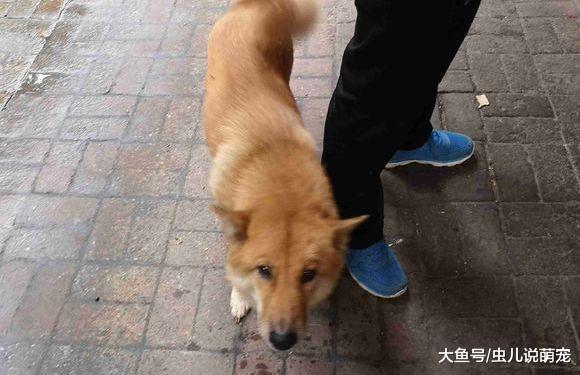 土狗“带兵”看家, 一个陌生人站在门口, 土狗: 撤兵!