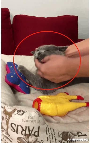 蓝猫总是咬人, 主人拿“尖叫鸡”教育它, 猫: 够了, 你别太过分了