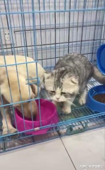 加菲猫喝了狗狗水盆中的水, 还没出笼就吐了, 网友: 这得多嫌弃啊