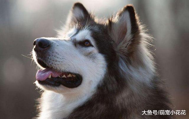 养阿拉斯加犬的“5大危害”, 知道后, 你还敢养吗?
