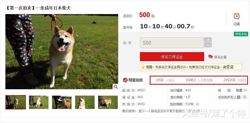 柴犬遇最不靠谱铲屎官, 法院的做法绝了!