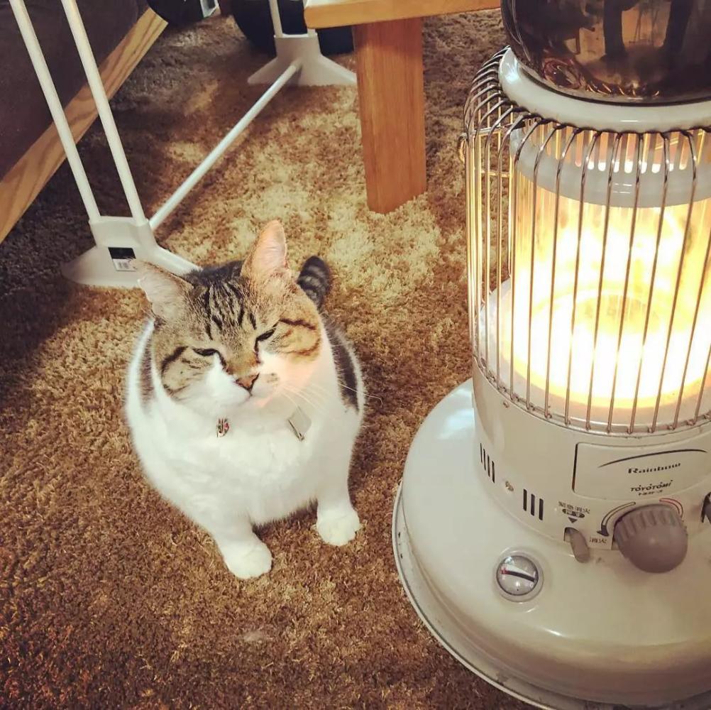 在火炉前取暖的喵星人, 这一脸享受的样子看得心都化了