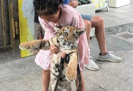 遛猫遛狗不如遛老虎, 小老虎被遛时表情亮了, 萌翻路人